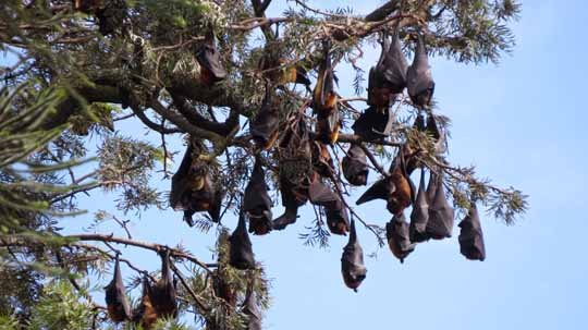 Bat colony.jpg