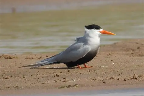 Investigating Population Status and Prevalent Threats of Endangered Black-bellied Tern along the Koshi River, Nepal