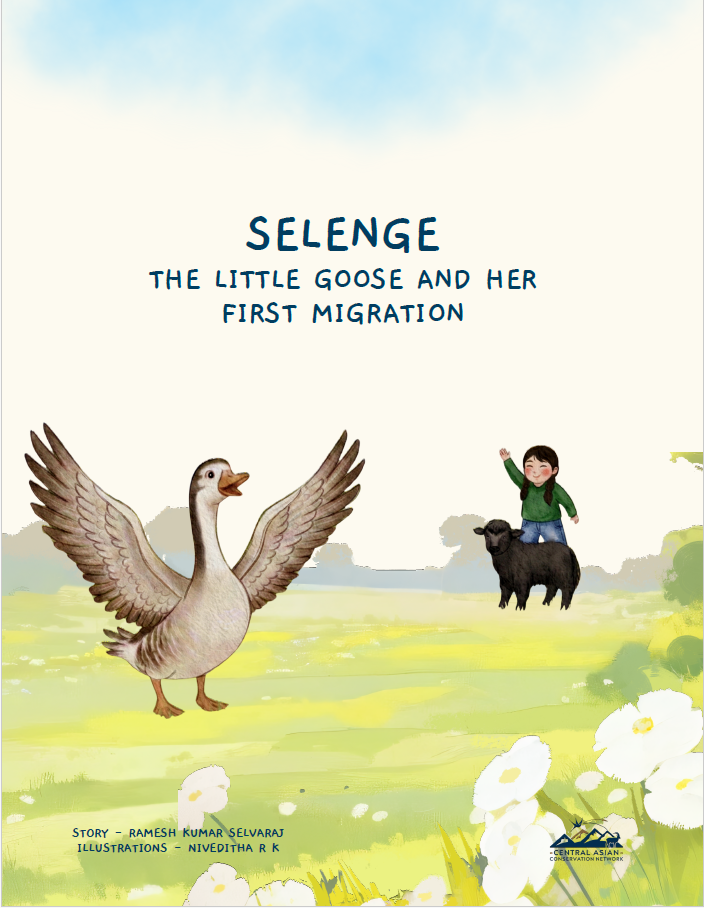 Selenge, the little goose and her first migration