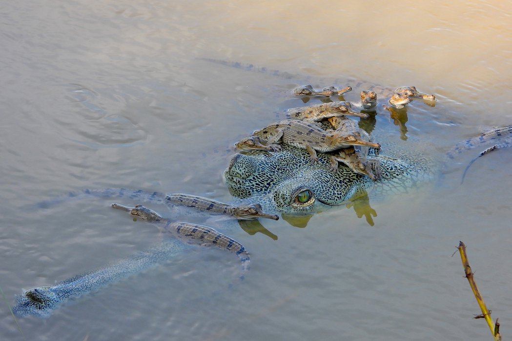 Himalayan Gharial Project