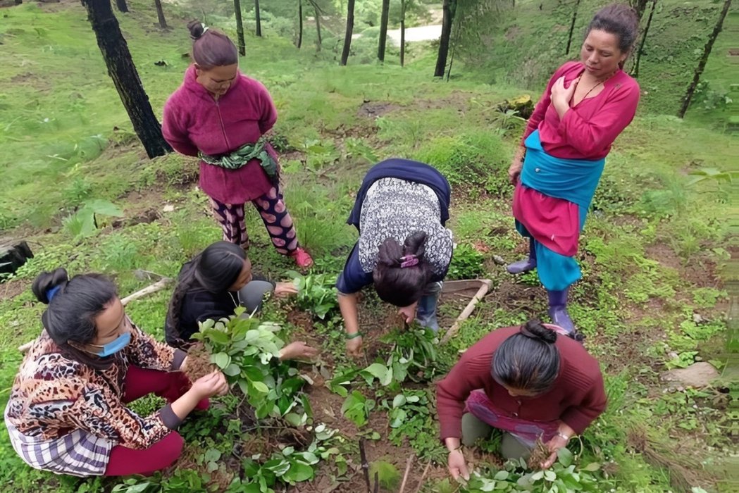 Habitat Restoration through Community Participation for the Conservation of Chinese Pangolin in Kavrepalanchok district, Central Nepal.