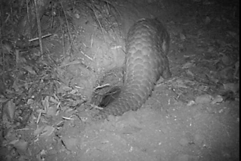 Habitat Restoration through Community Participation for the Conservation of Chinese Pangolin in Kavrepalanchok district, Central Nepal