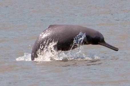 Strengthening community engagement to conserve the Ganges River Dolphin (Platanista gangetica) through a participatory-based approach in Koshi River, eastern Nepal.