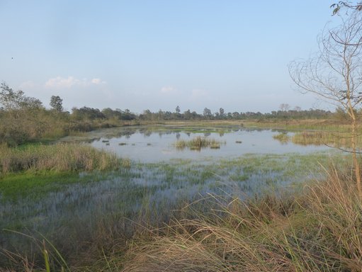 Sacred ponds, Lumbini.jpeg