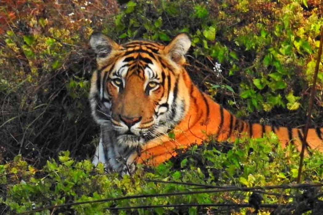 Supporting Trans-boundary Tiger Recovery in India and Nepal- Phase II