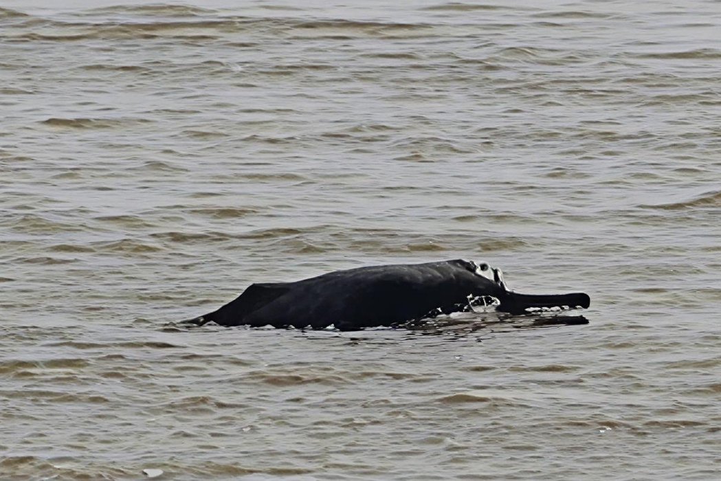 Conservation of Ganges River Dolphin through the involvement of local youths as citizen scientists in the Koshi River, Eastern Nepal.