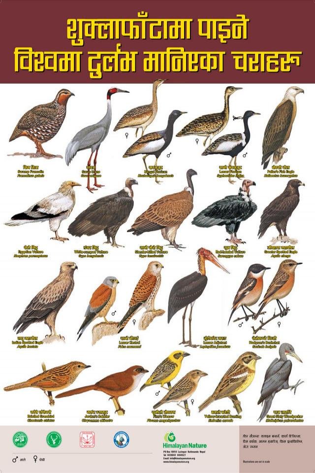 Threatened Birds of Shuklaphanta