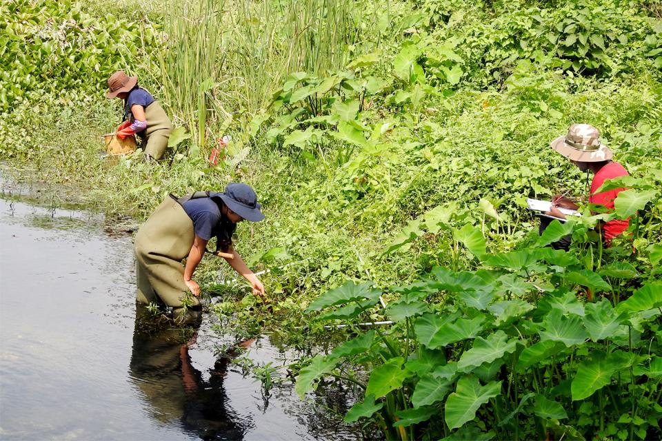 Relating Flow to Ecology of Wetlands in Koshi Tappu Wildlife Reserve