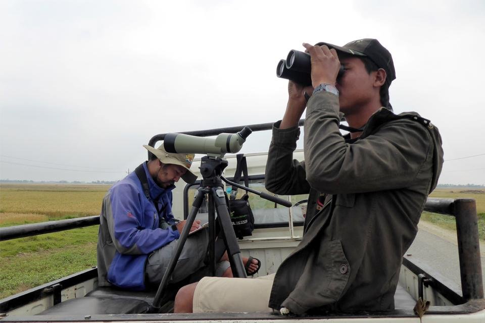 Raptor Survey in Lowlands of Nepal