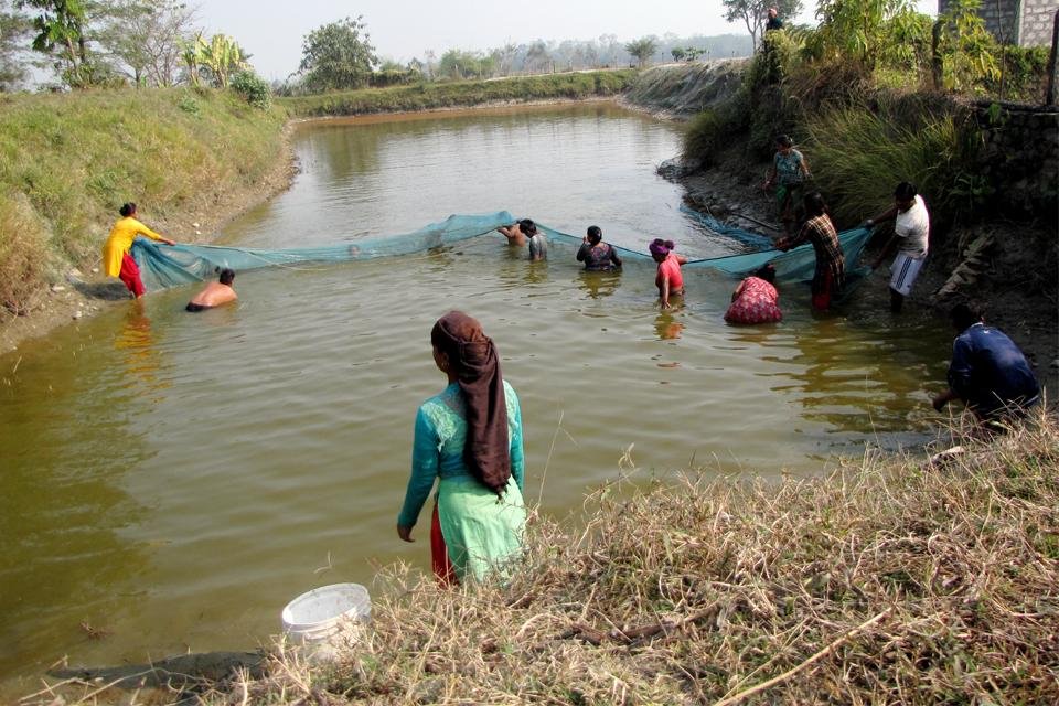 Community Conservation of Chitwan National Park’s Freshwater Ecosystems and Gharials