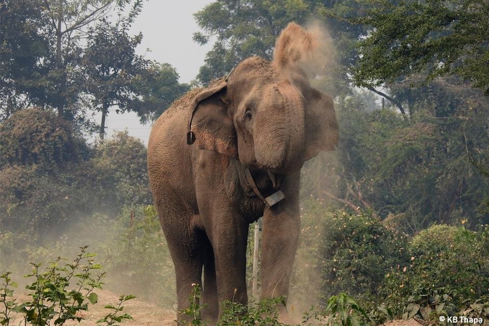 Preparation of Human-Elephant Conflict Mitigation Strategy and Action Plan