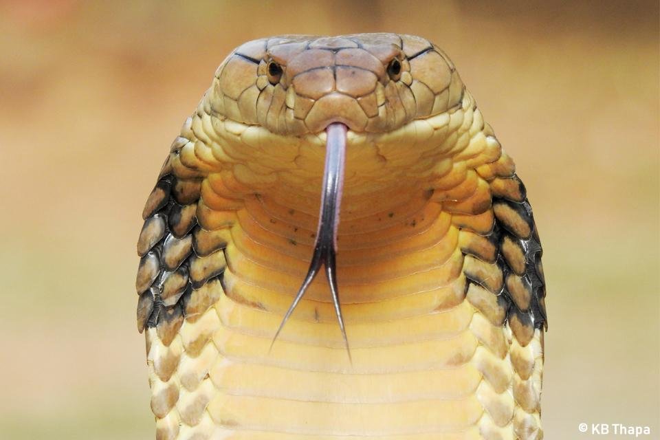 Conservation of the King Cobra in Palpa, a Western Mid Hill District of Nepal