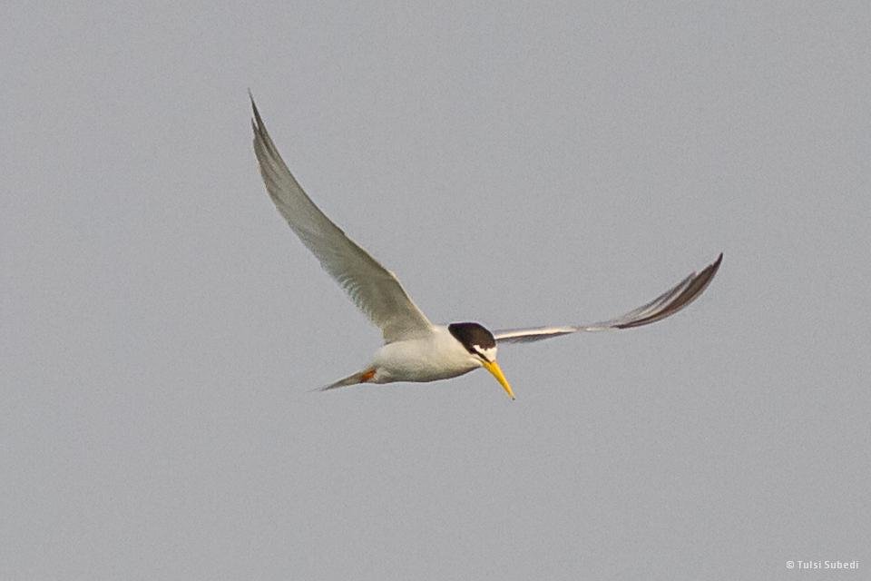 Status and Conservation of Tern species in Koshi River Basin, Nepal