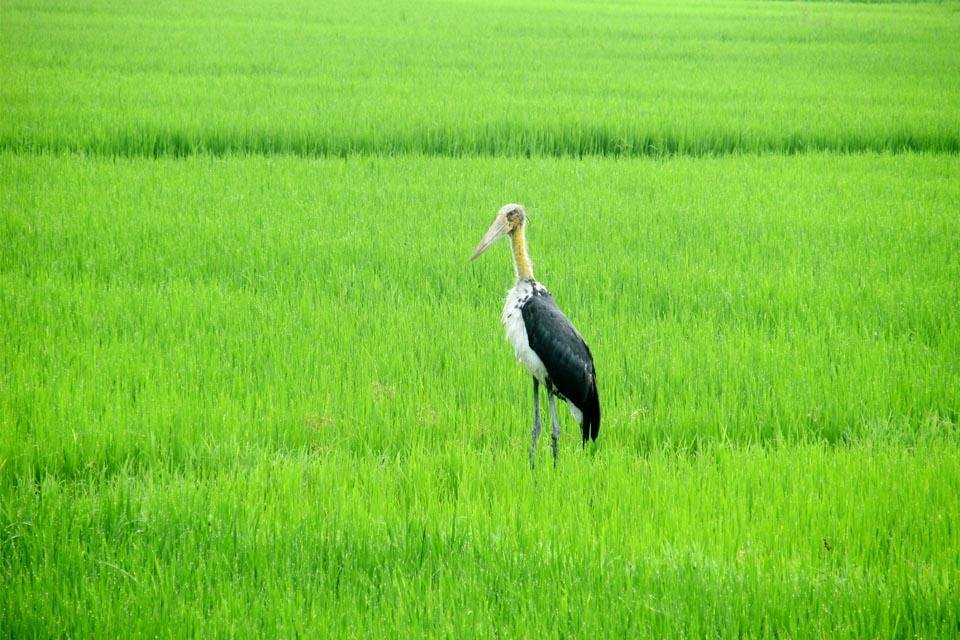 Farmland bird study in Koshi, east Nepal and Lumbini, central Nepal