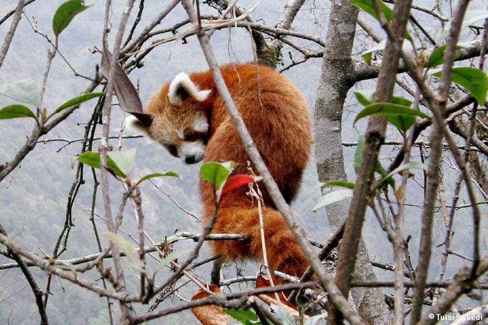 Status, Habitat Preference and Distribution of Red Panda in Ilam District, East Nepal