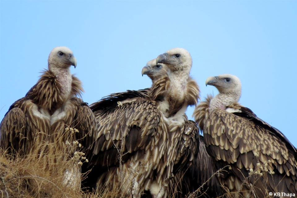 Vulture Conservation Program