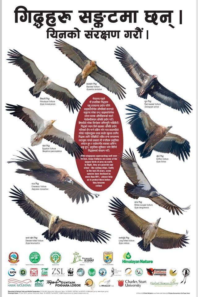 Vultures of Nepal