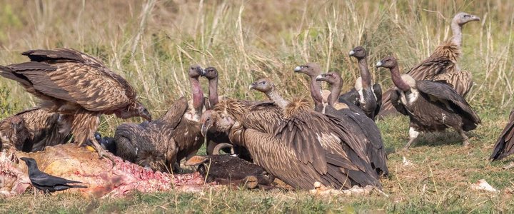 vulture Feeding-2673.jpg