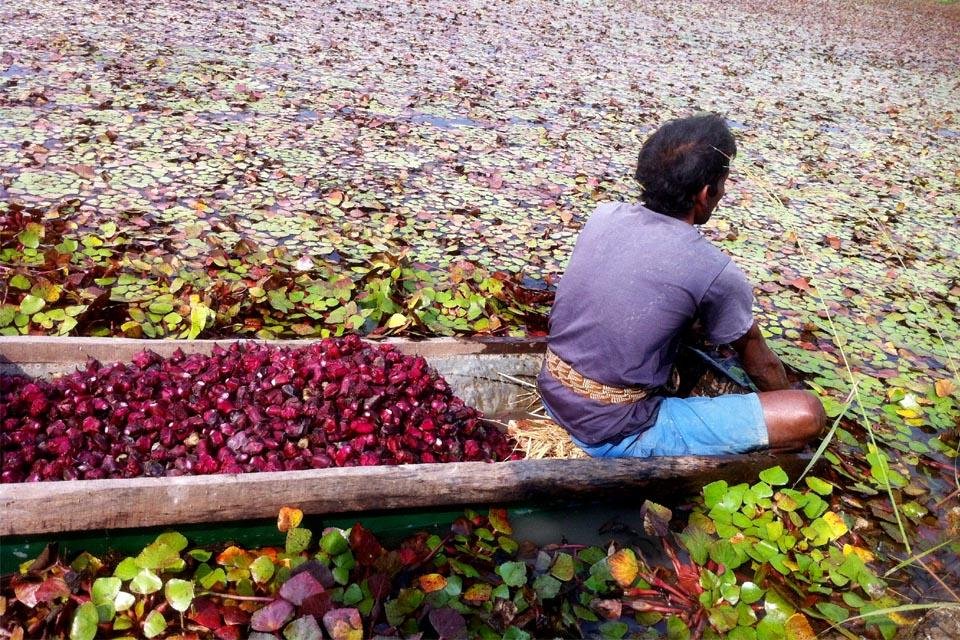 Conservation and sustainable use of wetlands in Nepal